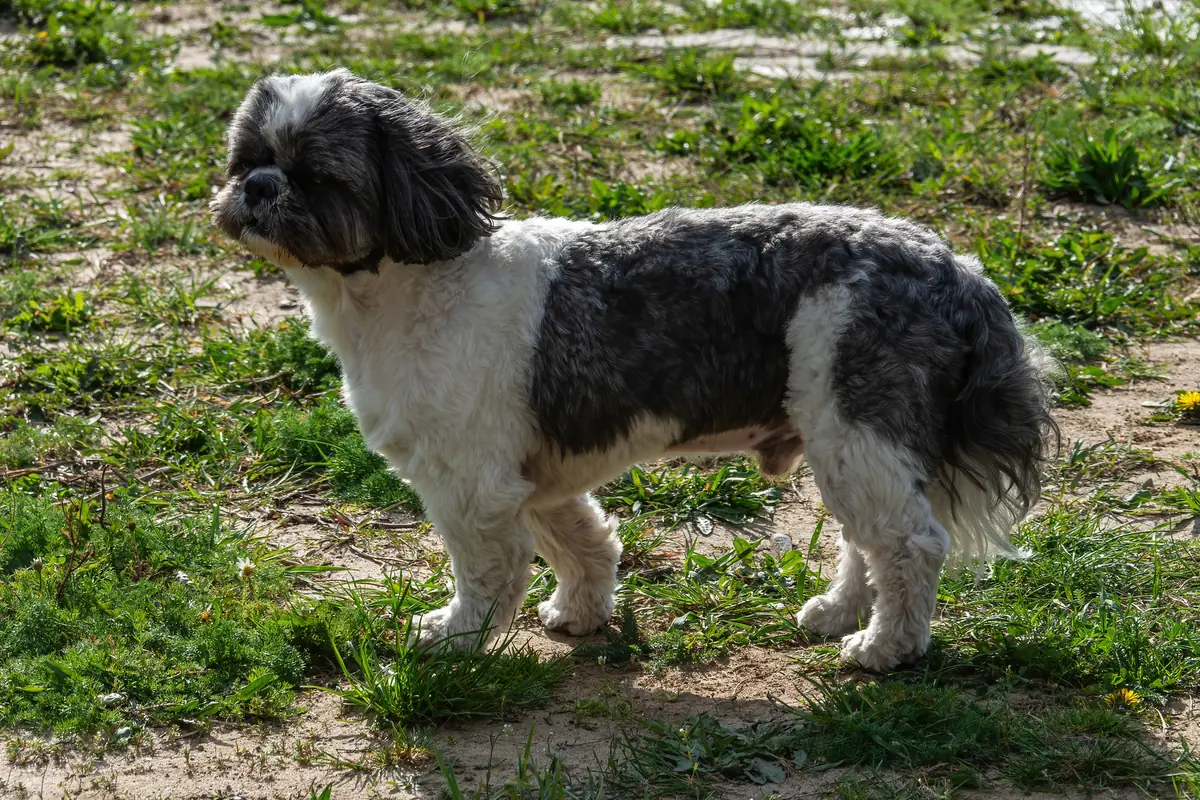 Monty, a black-and-white Shih Tzu, standing on the grass in the sunshine